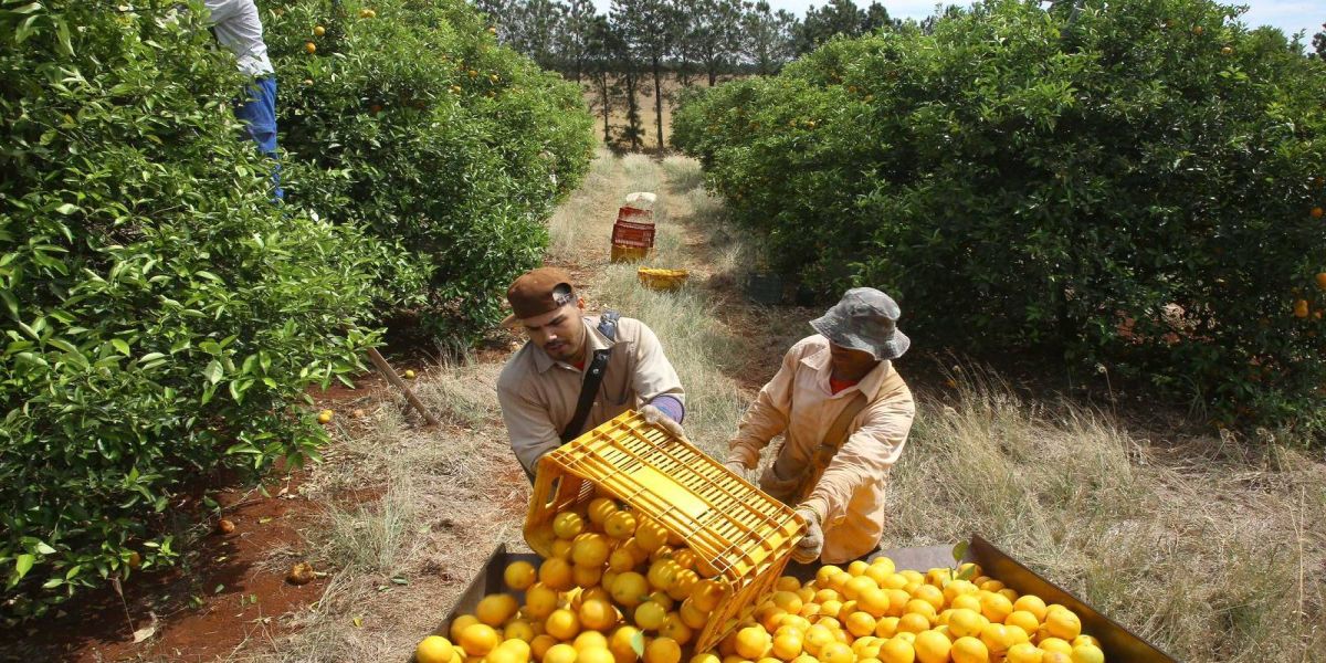 Sete municípios da AMOP estão entre os 15 mais ricos do agronegócio no Paraná