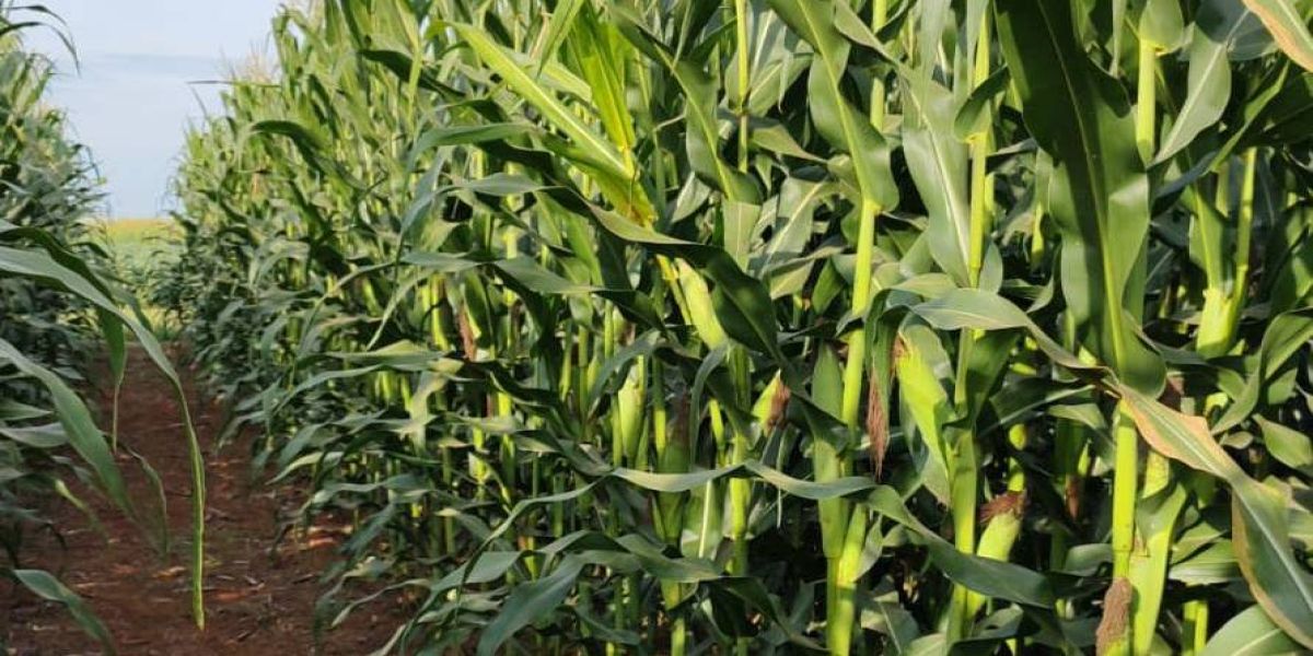 Adubação nitrogenada no milho: conhecimento é a melhor ferramenta disponível