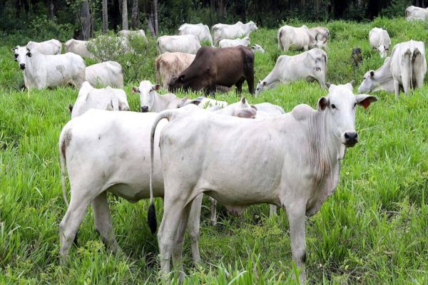 Campanha de atualização de rebanhos alcança 70% das propriedades