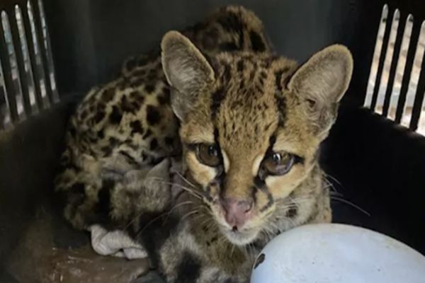 IAT de Cascavel devolve gato-maracajá resgatado a seu habitat natural em Guaraniaçu