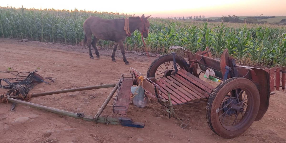 Homem morre após acidente com charrete na Estrada Botucatu em Jesuítas