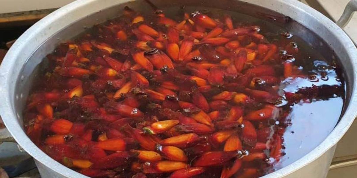 Pinhão para o ano todo: oficina com produtores apresenta possibilidades de beneficiamento