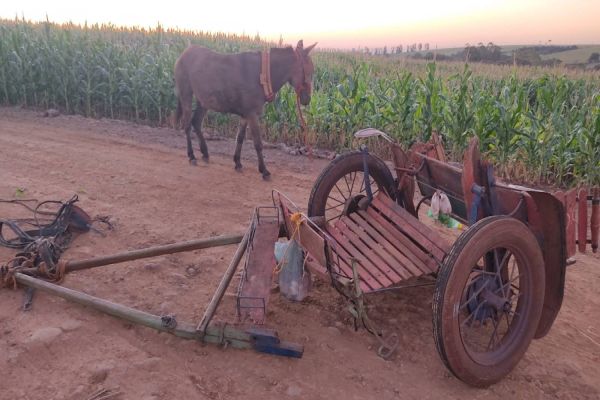 Homem morre após acidente com charrete na Estrada Botucatu em Jesuítas