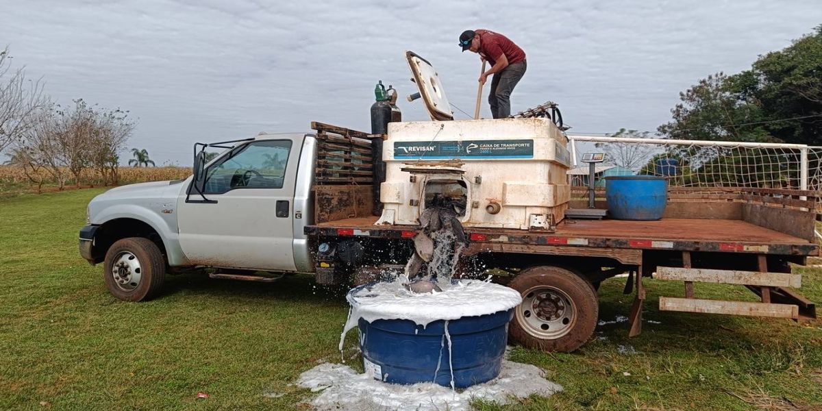 Itaipu conclui distribuição de 2,5 toneladas de peixes para comunidades indígenas