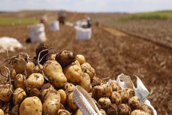 Paraná produzirá 323,7 mil toneladas de batatas nesta safra; colheita já chegou a 78% da área