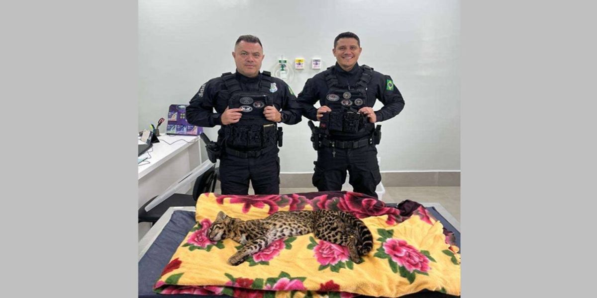 Policiais Penais resgatam animal silvestre em situação de atropelamento próximo a Catanduvas