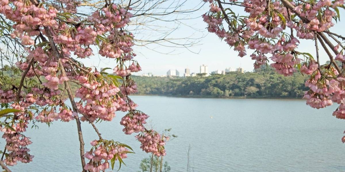 Florada das cerejeiras encanta os moradores e visitantes de Cascavel durante o inverno
