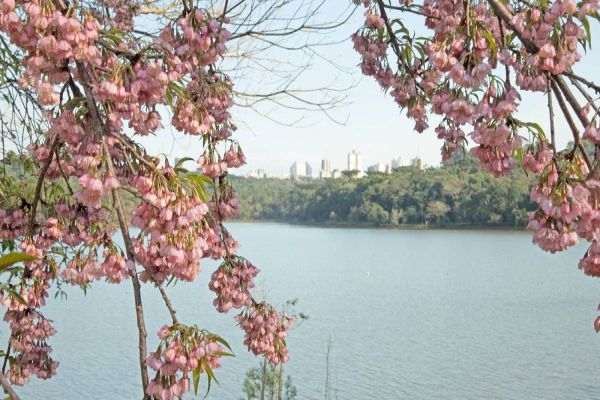 Florada das cerejeiras encanta os moradores e visitantes de Cascavel durante o inverno