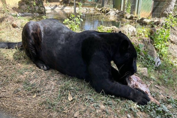 Primeira onça nascida em Refúgio de Itaipu é levada para acasalamento em Goiás