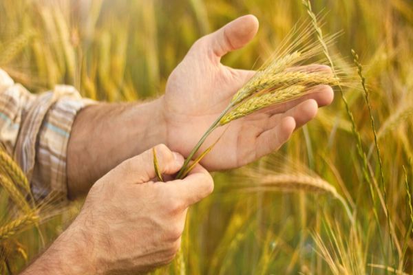 Oeste e Sudoeste têm potencial para mais 447 mil ha para cultivo de trigo