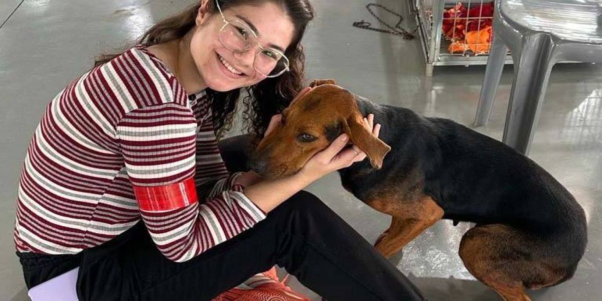 CastraPet Paraná: Estado reforça cuidados prévios para a esterilização de cães e gatos