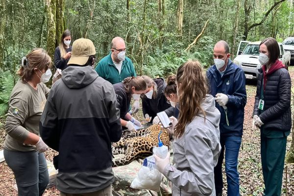 Equipe da Itaipu participa de captura de onça-pintada no Parque Nacional