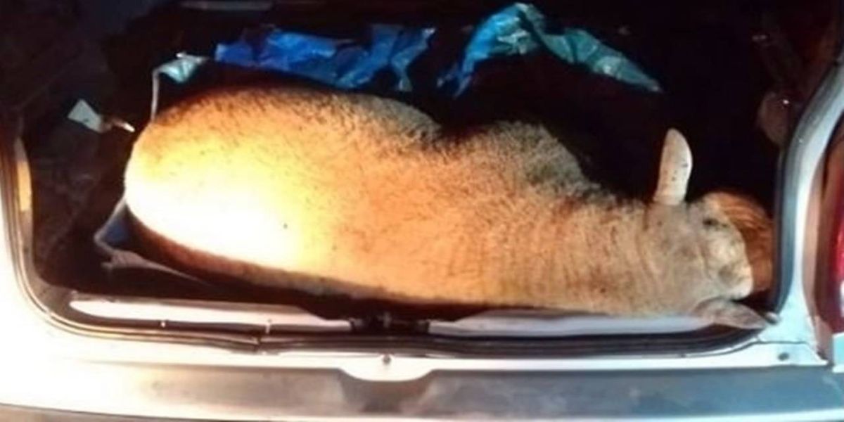 Churrasco cancelado: Dois homens são detidos por furto e morte de carneiro em Prudentópolis