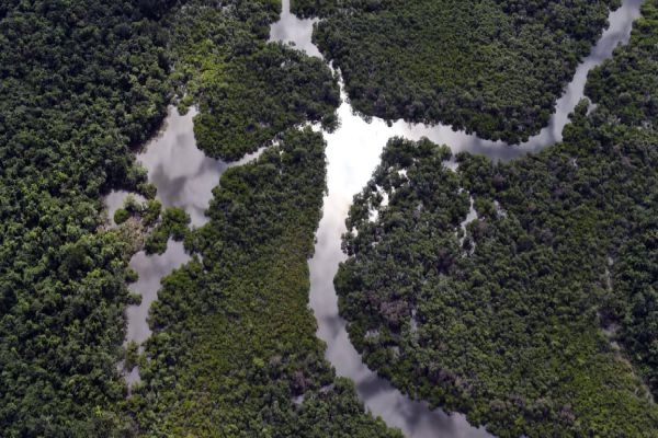 Com queda de 54%, Paraná foi o estado que mais reduziu o desmatamento da Mata Atlântica