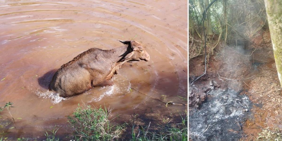 Homem colocava fogo em animais na comunidade Jangadinha; O indivíduo foi notificado por maus-tratos