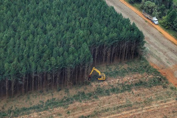 Paraná cria grupo técnico para proteger os cultivos florestais do Estado
