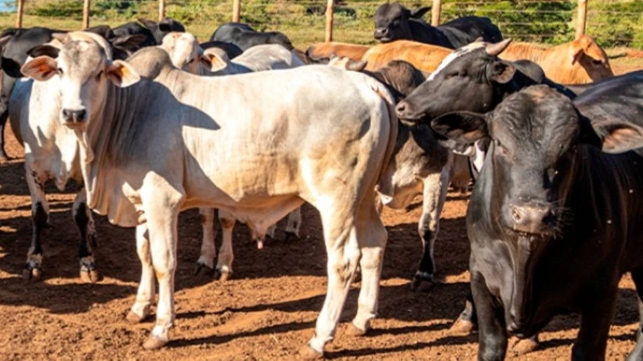 Foto relacionada a notícia: 4º Show Rural de Inverno também terá conteúdos à pecuária de corte