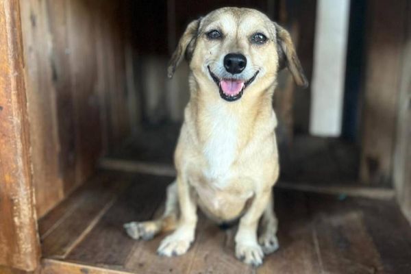 Proteção Animal de Toledo promove campanha de vacinação antirrábica em agosto