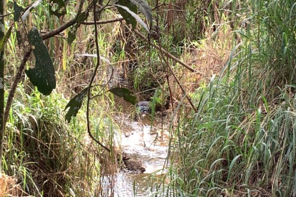Imagem referente a notícia: Homem é encontrado morto em área de mata no Bairro Santos Dumont em Cascavel