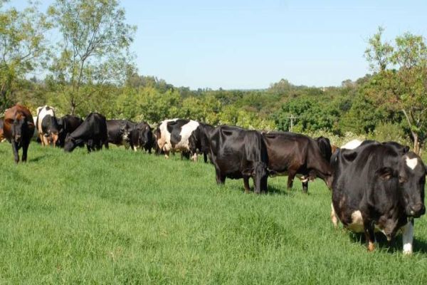 Para melhorar desempenho no setor, IDR-PR faz diagnóstico da atividade leiteira no Estado