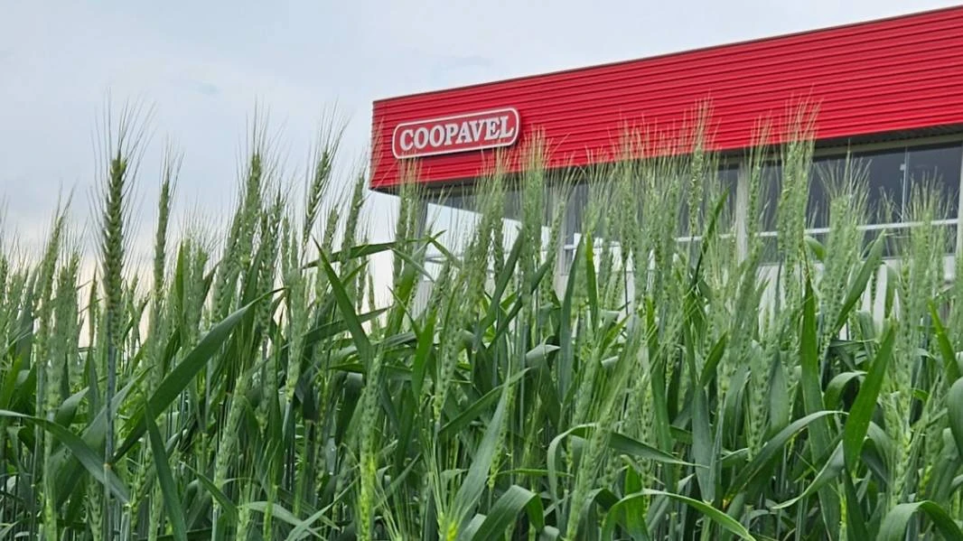Foto relacionada a notícia: Coopavel apresenta melhor do seu portfólio no Show Rural de Inverno