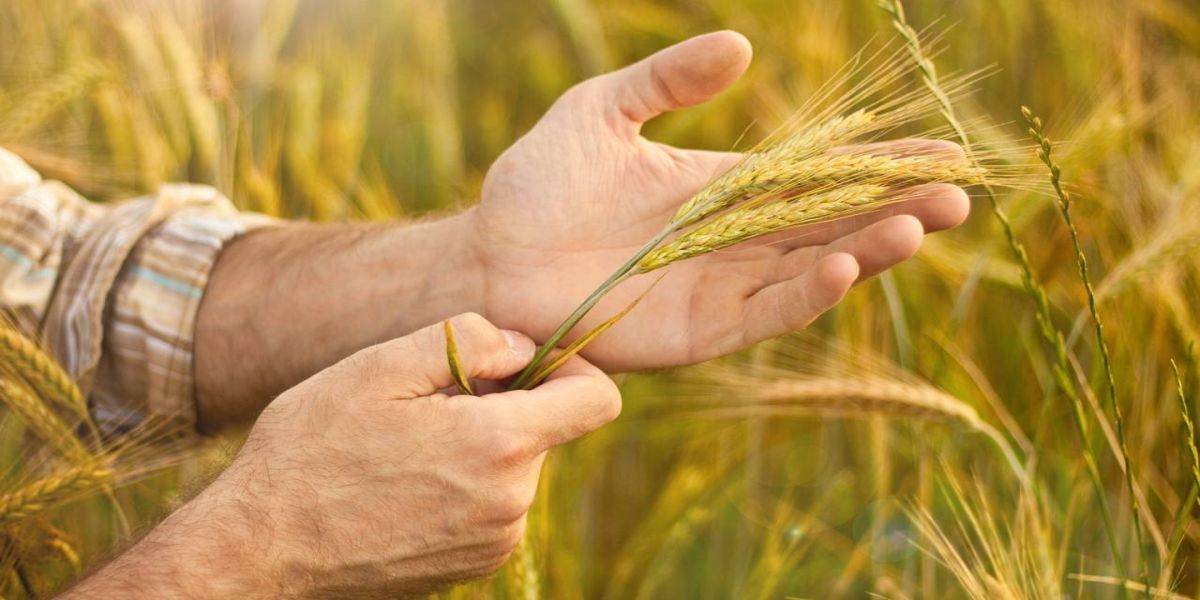 Palestras com especialistas reforçam a pauta técnica do Show Rural de Inverno