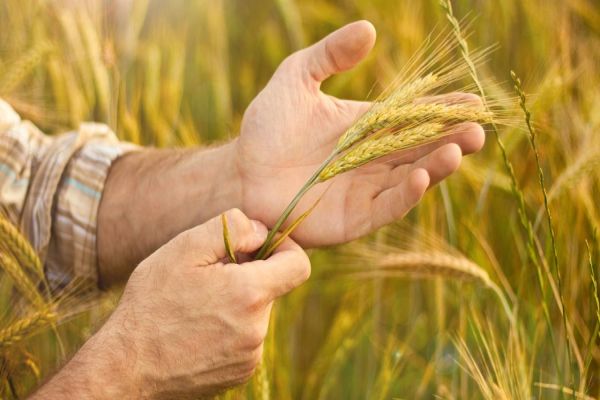 Palestras com especialistas reforçam a pauta técnica do Show Rural de Inverno