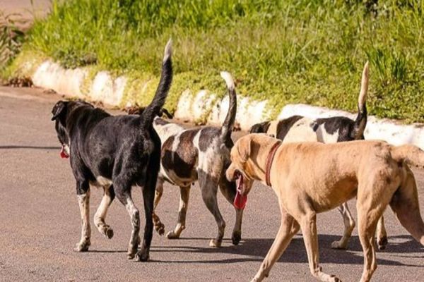 ​Audiência pública debaterá demandas da causa animal em Cascavel