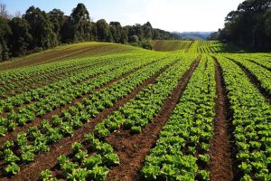 Imagem referente a notícia: Paraná tem 3º maior rebanho de coelhos do País; olericultura atingiu VBP de R$ 7,1 bilhões