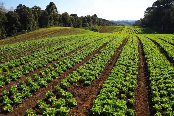 Com grande impacto social, olericultura gerou R$ 6,8 bilhões ao Paraná em 2022