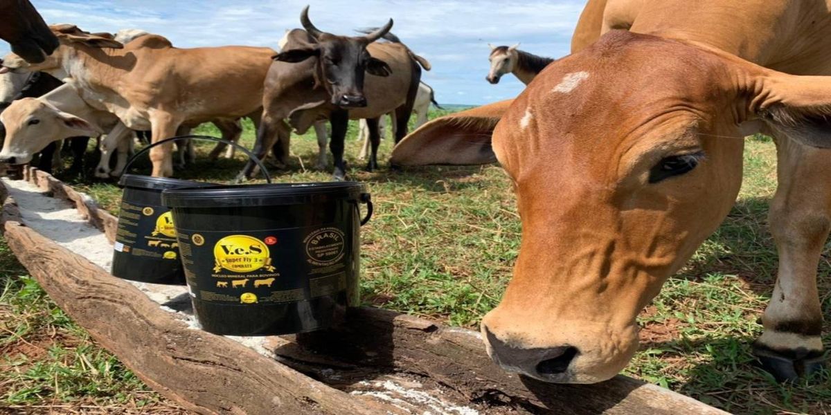 Seca faz com que os produtores rurais adotem diversas estratégias para alimentar o rebanho