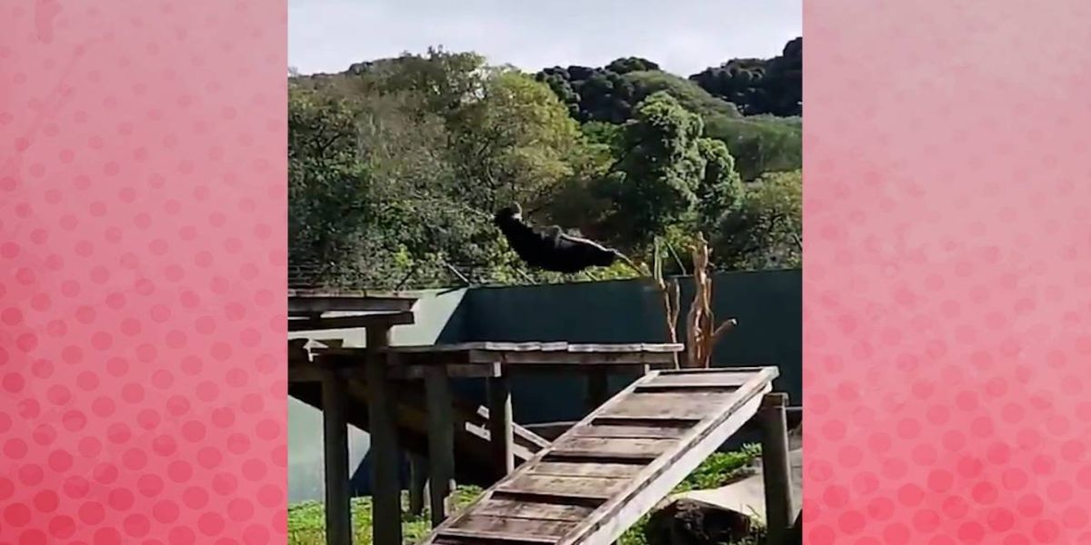Ursinho Andino Thorin despenca de árvore e diverte visitantes no Zoológico de Curitiba