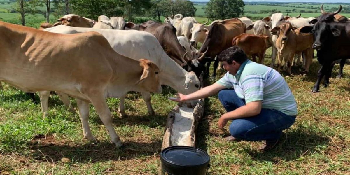 Gado de leite: os cuidados na alimentação com as novilhas ao entrar para reprodução