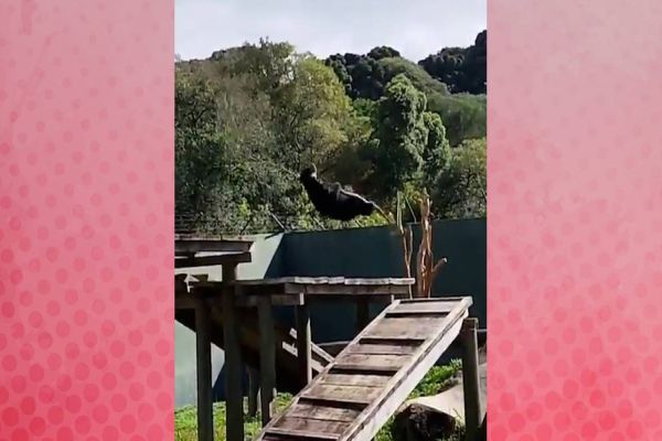 Ursinho Andino Thorin despenca de árvore e diverte visitantes no Zoológico de Curitiba
