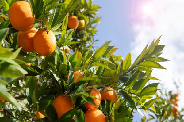 Valor Bruto da Produção Agropecuária de 2023 é atualizado em R$ 1,135 trilhão