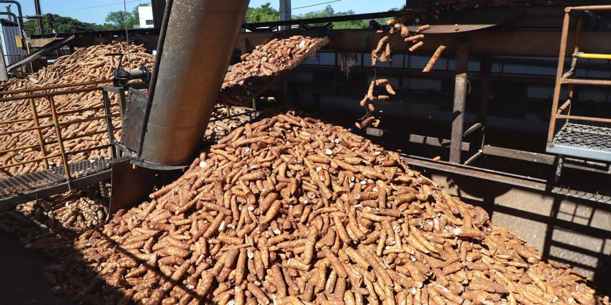 Paraná lidera produção nacional de mandioca com finalidade industrial