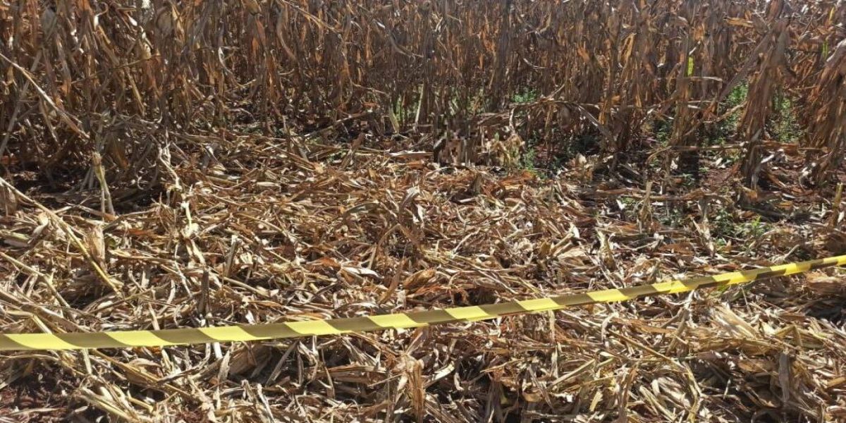 Corpo em avançado estado de decomposição é encontrado em propriedade rural de Toledo