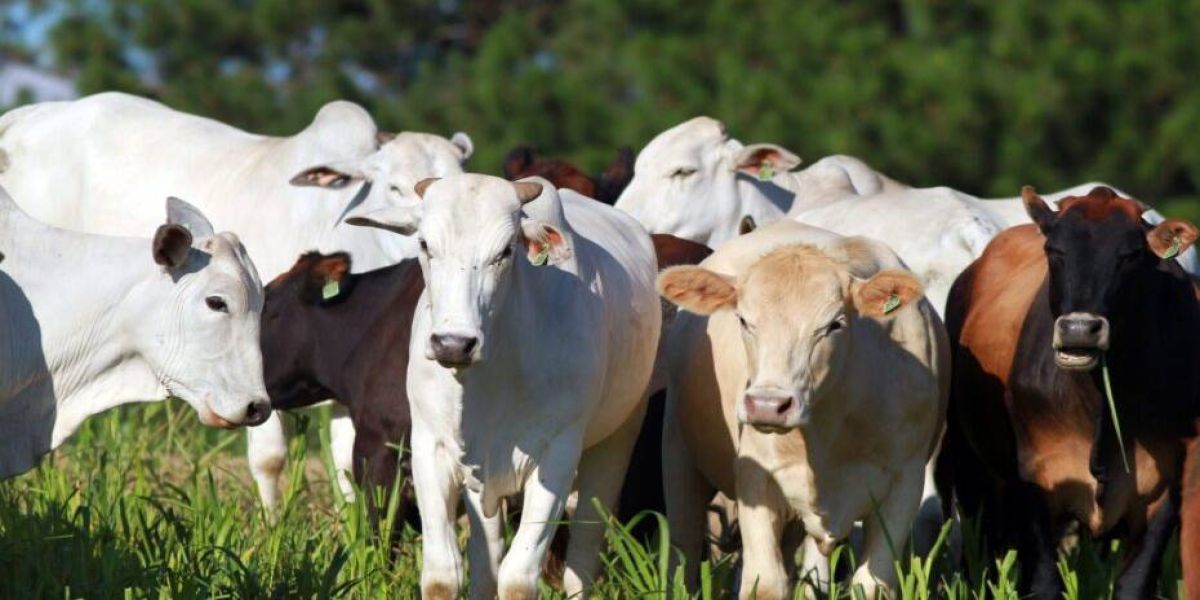 Paraná é o quarto estado a conquistar adesão ao Sisbi-PEC