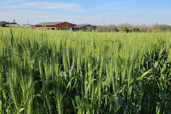 Quinze cultivares de trigo vão ser lançados no Show Rural de Inverno