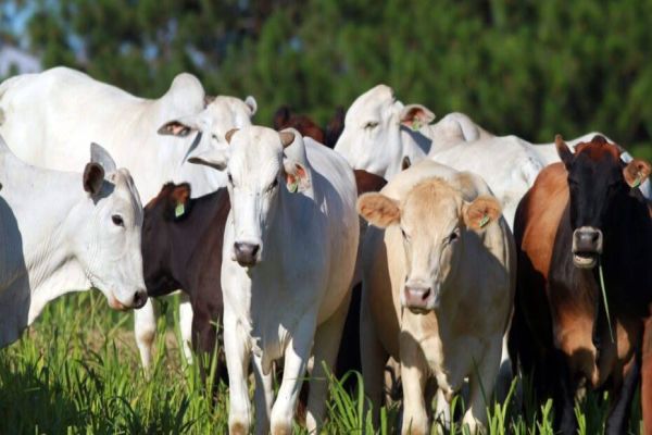 Paraná é o quarto estado a conquistar adesão ao Sisbi-PEC