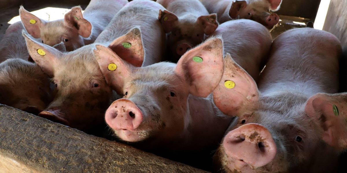 Resultado final do VBP de 2022 mostra que pecuária representa 51% da economia rural