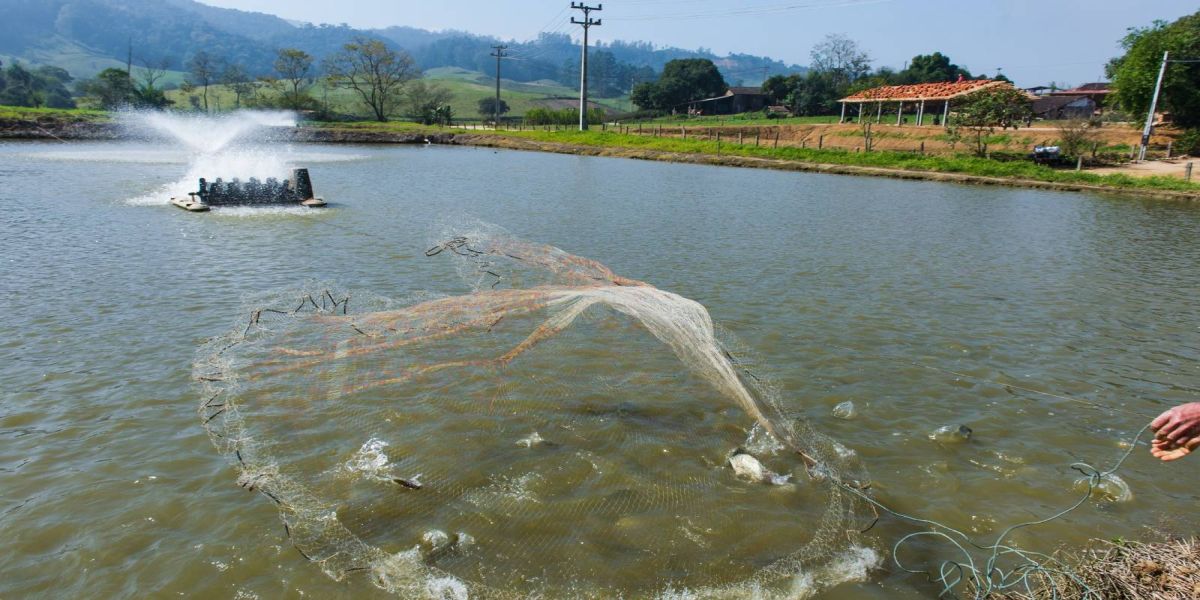Tilapicultores ganham benefícios com a biotecnologia