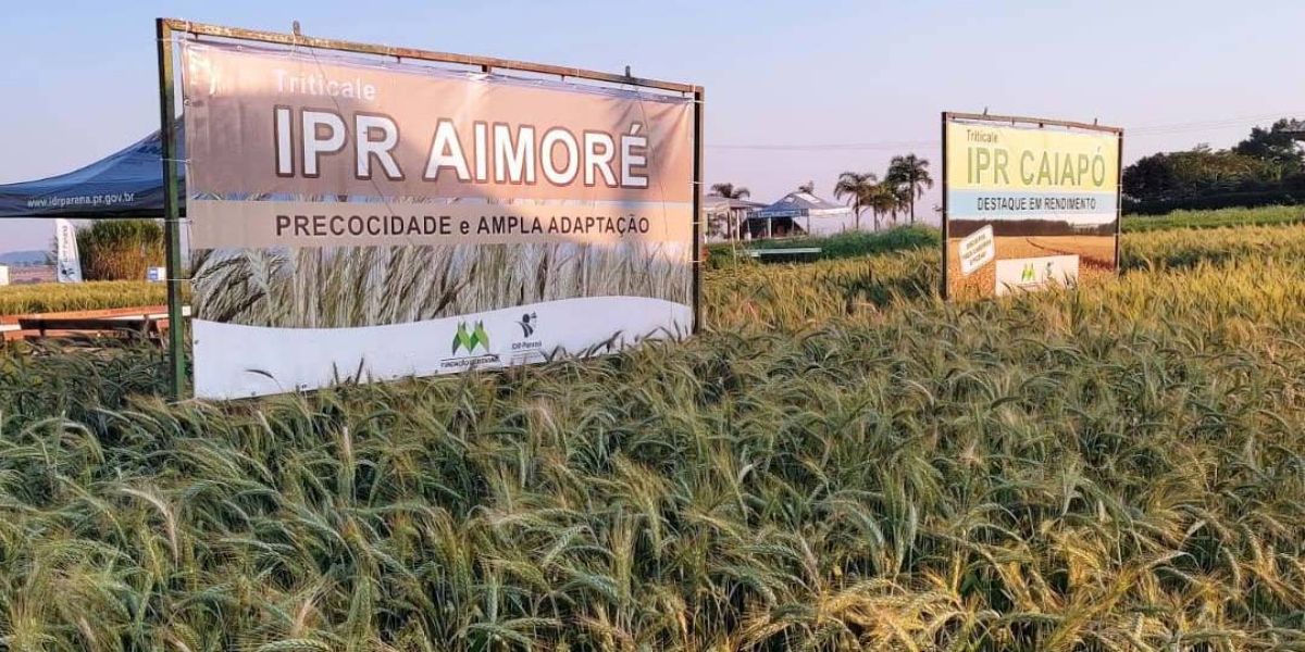 IDR-Paraná leva cultivares e orientações técnicas ao Show Rural de Inverno em Cascavel