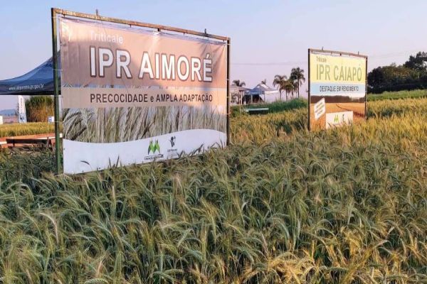 IDR-Paraná leva cultivares e orientações técnicas ao Show Rural de Inverno em Cascavel