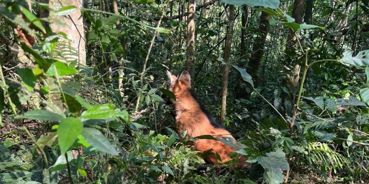 Após ser resgatado por PMs, lobo-guará volta à natureza com atuação de técnicos do IAT