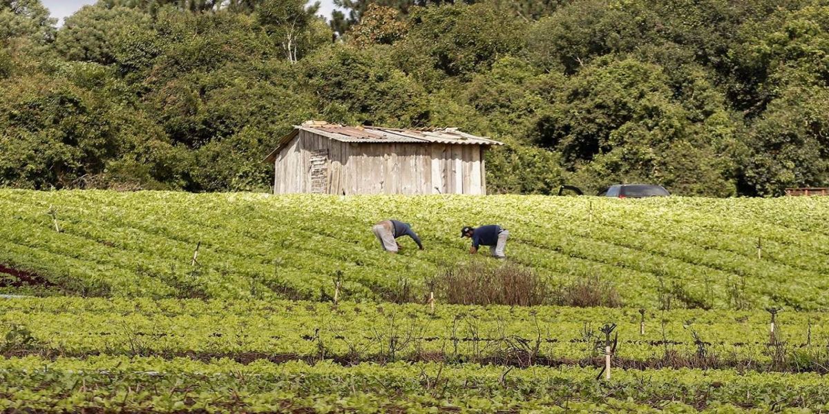 Coopera Paraná: Governo publica edital de R$ 31,5 milhões para apoiar agricultura familiar