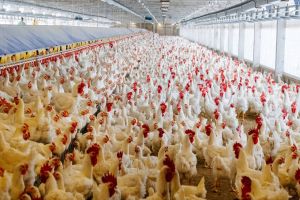 Uso de minerais bi-quelatados na alimentação de frangos de corte reduz problemas de pele, aponta estudo