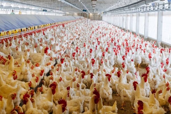 Dia da Avicultura: Brasil é o segundo maior produtor de frangos do mundo e maior exportador