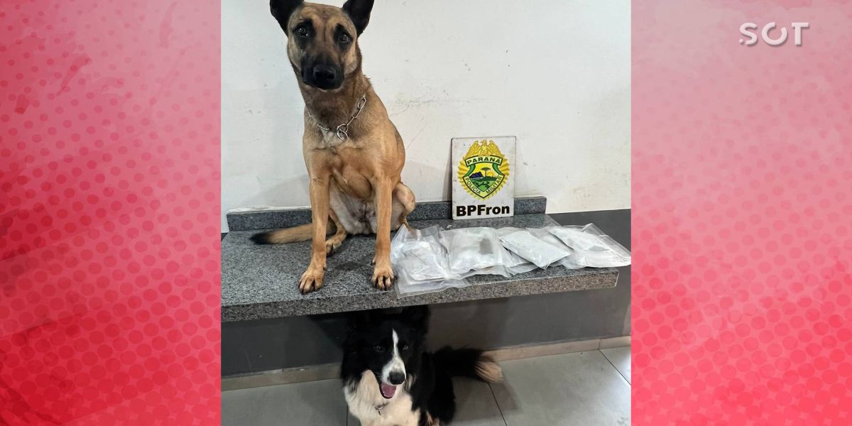 Droga é encontrada em fundo falso de mala com ajuda de cães de faro em Cascavel