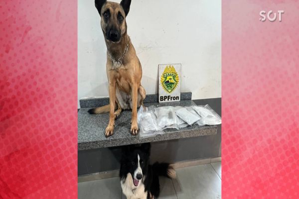 Droga é encontrada em fundo falso de mala com ajuda de cães de faro em Cascavel
